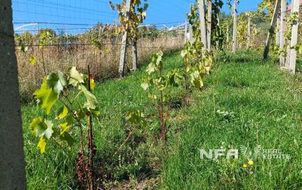 Biovinica s krásnym výhľadom v Pukanci