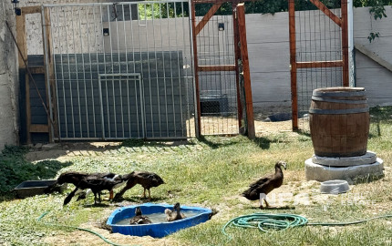 Veľký pozemok, nekonečné možnosti využitia - dom v Modranoch