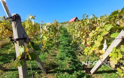 Biovinica s krásnym výhľadom v Pukanci