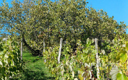 Biovinica s krásnym výhľadom v Pukanci