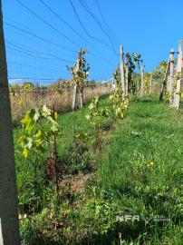 Biovinica s krásnym výhľadom v Pukanci