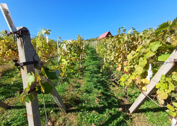 Biovinica s krásnym výhľadom v Pukanci