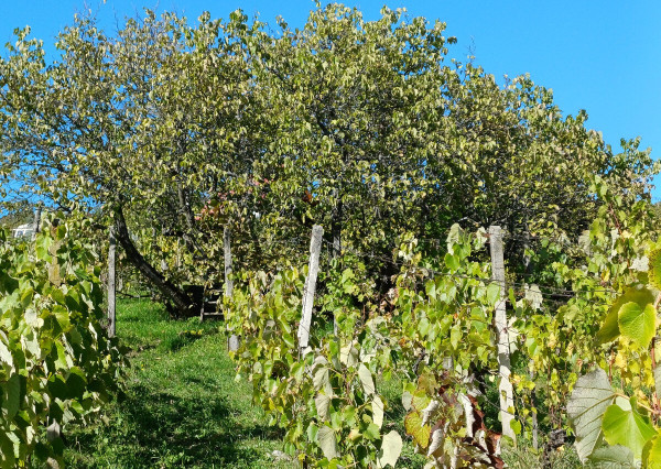 Biovinica s krásnym výhľadom v Pukanci