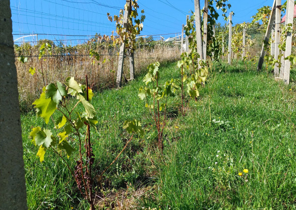 Biovinica s krásnym výhľadom v Pukanci