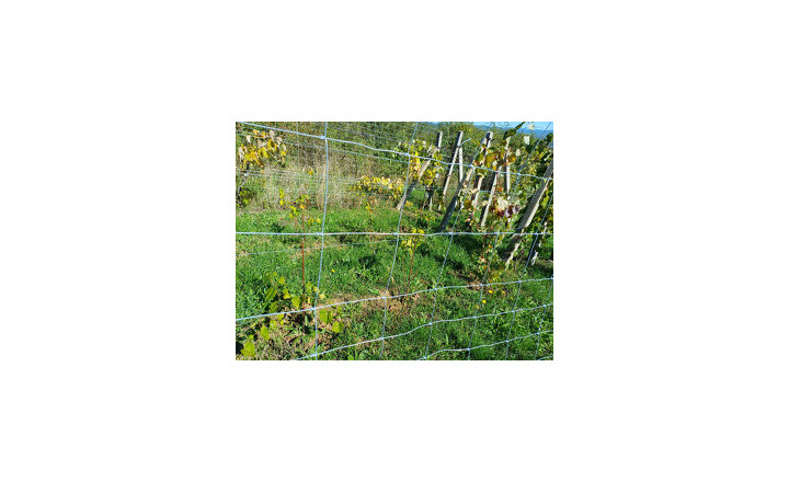 Biovinica s krásnym výhľadom v Pukanci - fotografia 5