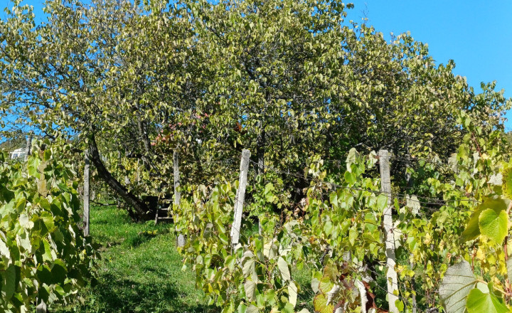 Biovinica s krásnym výhľadom v Pukanci - fotografia 2