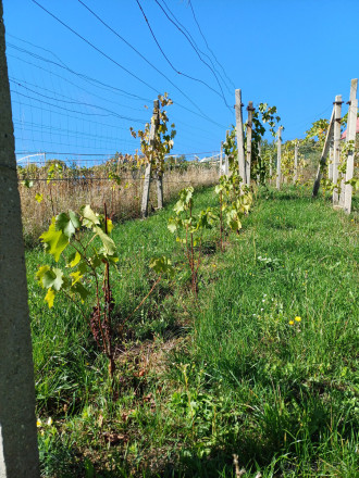 Biovinica s krásnym výhľadom v Pukanci - fotografia 4