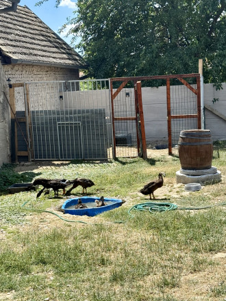 Veľký pozemok, nekonečné možnosti využitia - dom v Modranoch - fotografia 30