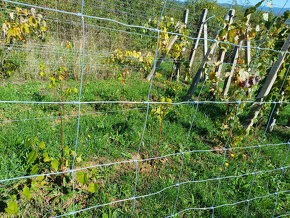 Biovinica s krásnym výhľadom v Pukanci